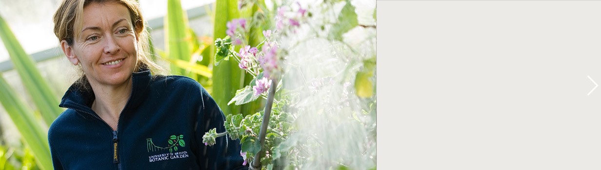 A smiling woman in a University of Bristol Botanic Gardens jacket looks at a plant with pink flowers.